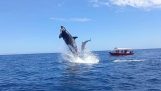 Killer whales against a dolphin