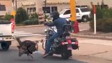 Рицарска пуйка срещу мотоциклетист