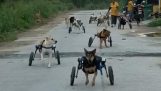 Caminata matutina para perros discapacitados