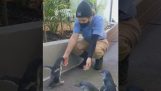 A penguin sees his favorite human