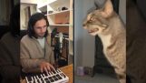 الموسيقى مع القط العطس