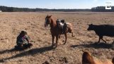 Ein Pferd beschützt seinen Besitzer
