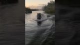 A hippopotamus is chasing a boat