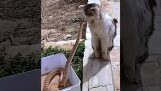 Kočičí blesková reakce
