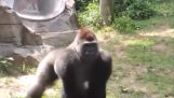 Gorilla skrämmer besökarna