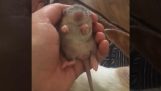 Een pasgeboren rat spelen viool