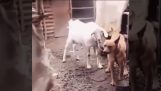 Koza proti psovi