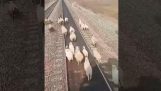 Las ovejas en las vías del tren