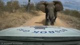 大象攻擊一輛麵包車