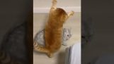 Luptătorul de pisici intră în ring