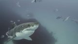 Birçok yara izi olan büyük bir beyaz köpekbalığı