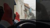 Hij wilde een kat op de auto af te schrikken