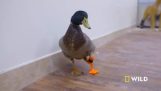 The duck with the artificial leg