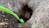 Assisting a gopher in digging
