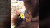 El orangután y la nuez