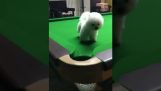 Ein Hund auf dem Billardtisch