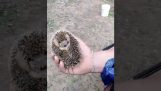 A small hedgehog comes out for some food
