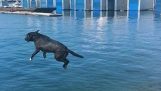 Een hond maakt een grote duik