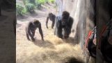 Gorilla's zien een slang