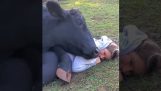Kráva má nového přítele