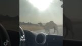 如何快速將駱駝從馬路中間移走