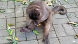 En abe leger med en lighter