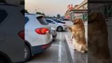 Ένας σκύλος βοηθά στο παρκάρισμα