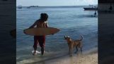 A dog wants to surf