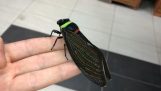 Een enorme cicade