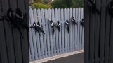 Magpies with their heads stuck to a fence