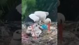 Una cicogna protegge i suoi piccoli dalla grandine