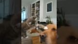 أراد القط أن يداعب الكلب