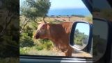 Chytrá kráva pomáhá motoristovi