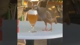 Μια πέρδικα πίνει μπύρα