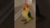 Der Papagei zeigt seinen neuen Trick