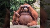 Un orango con gli occhiali da sole
