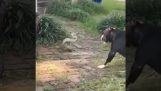 Пас против змије