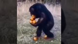 Šimpanz a pomaranče