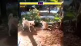 Куче срещу котка в Street Fighter