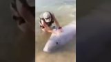 Een beluga-walvis wil met mensen spelen