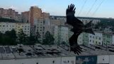 Mann füttert einen wilden Adler von seinem Balkon