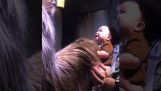 Un bebé conoce a Chewbacca