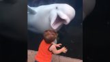 A beluga whale scares children