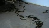 Un bărbat eliberează șerpi într-o sală de judecată