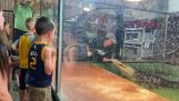 Ein Vater rettet einen Trainer vor einem Alligatorangriff