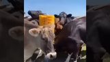 Dárek pro krávy