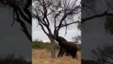 Olifant breekt de stam van een boom