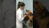 Un câine liniștit la veterinar