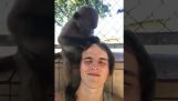 Persönliche Betreuung von einem Affen