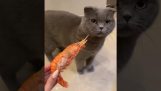 Některé kočky nesnáší mořské plody